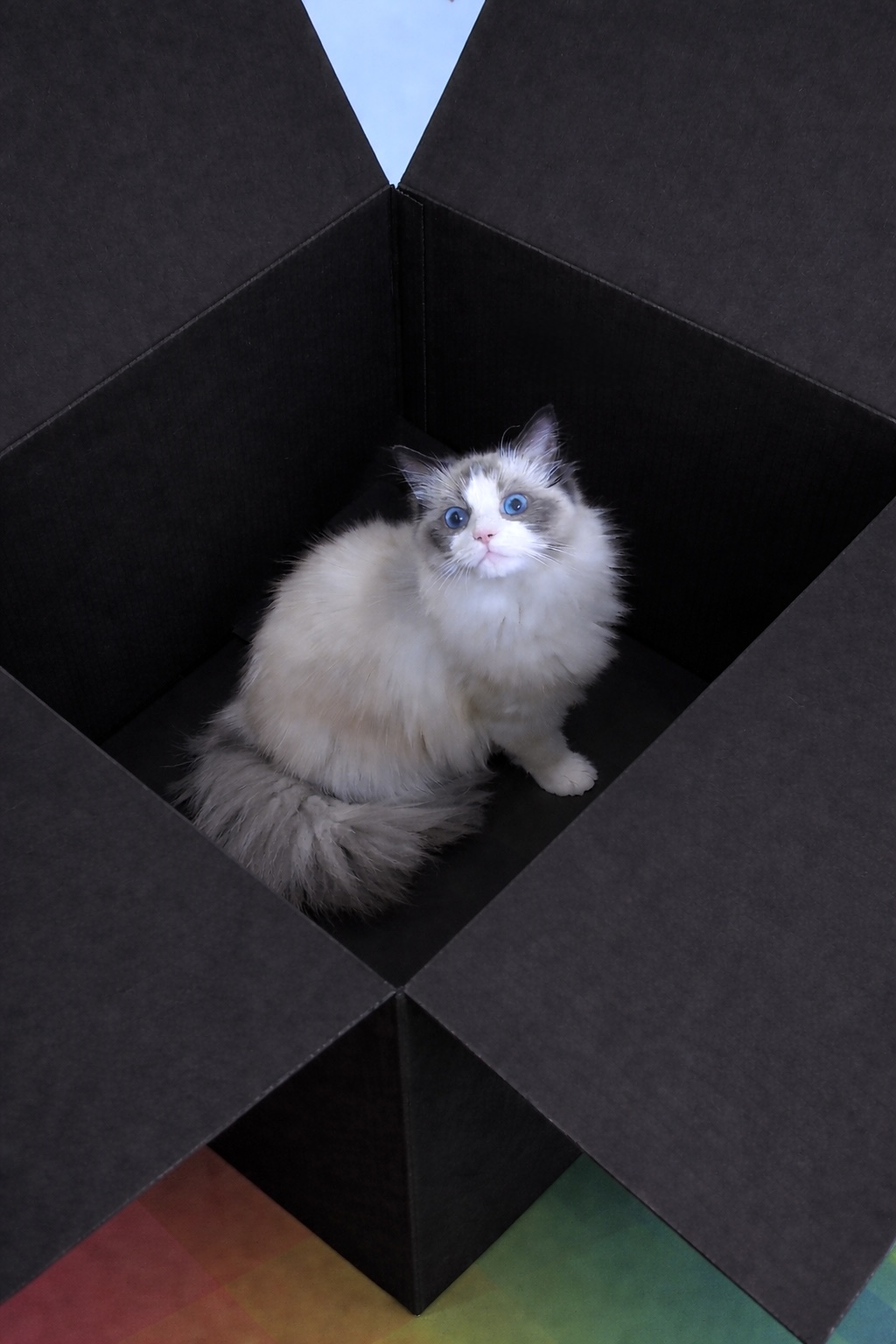 箱の中にいた猫