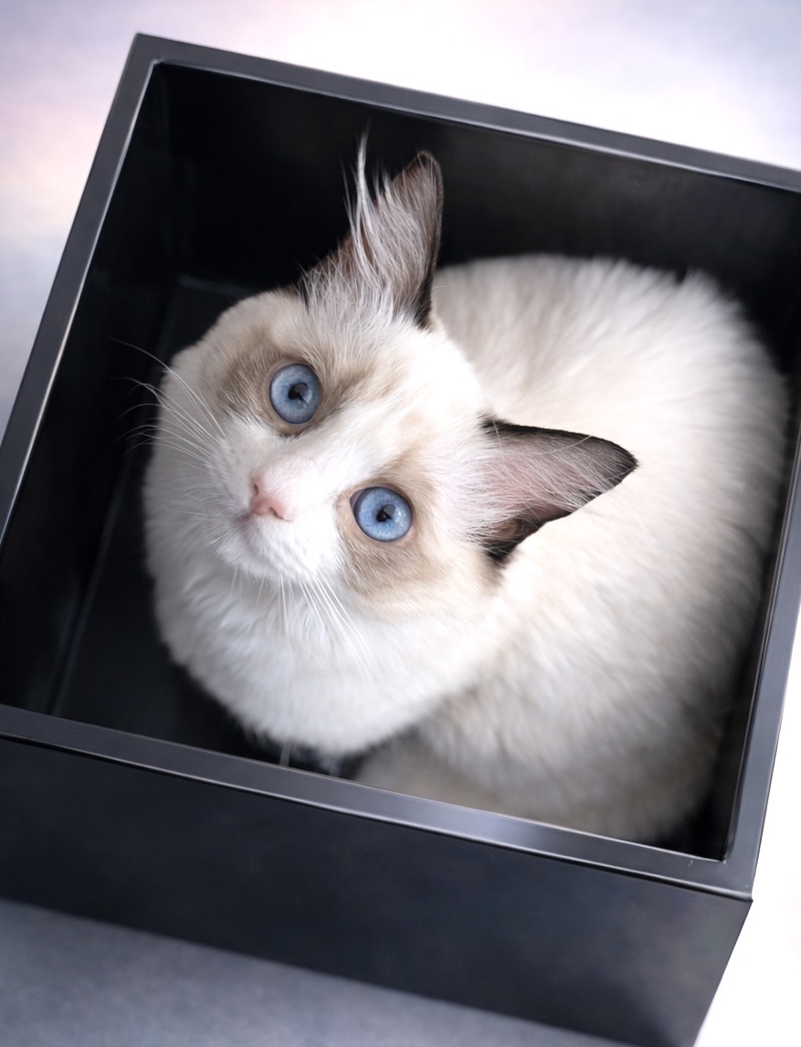 箱の中にいた猫